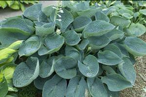 Hosta 'Abiqua Drinking Gourd' Hosta 'Abiqua Drinking Gourd'