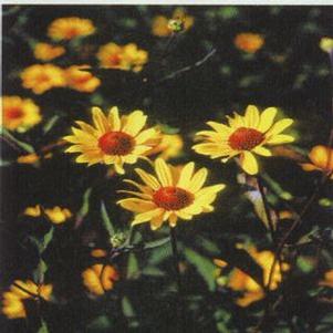 Heliopsis helianthoides 'Summer Nights'