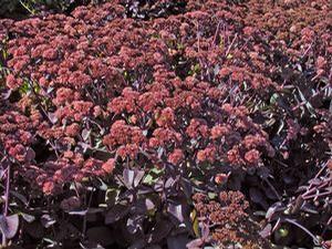 Sedum 'Xenox' Sedum 'Xenox'