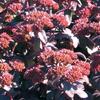 Sedum  'Purple Emperor'