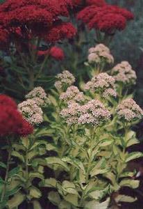 Sedum sieboldii 'Mediovariegatum'