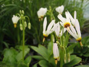 Dodecatheon maedia Dodecatheon maedia