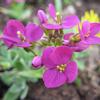 Arabis alpina 'Compinkie'