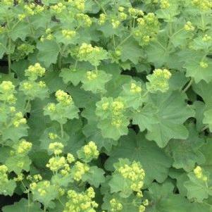 Alchemilla mollis 'Auslese'