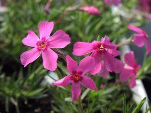 Phlox subulata 'Millstream Daphne'