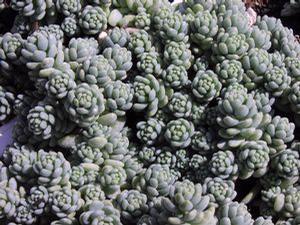Sedum dasyphyllum 'Major'