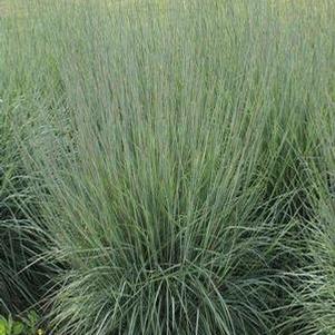 Schizachyrium scoparium 'Blue Heaven' Schizachyrium scoparium 'Blue Heaven'