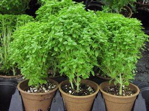 Basil  'Boxwood'