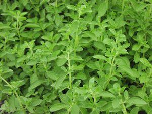 Marjoram  'Sweet'