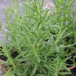 Rosemary 'Blue Spires' Rosemary 'Blue Spires'