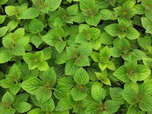 Sage  'Scarlet Tangerine'