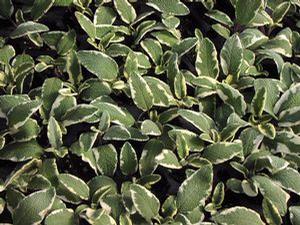 Sage  'White Edge'