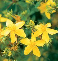 Hypericum 