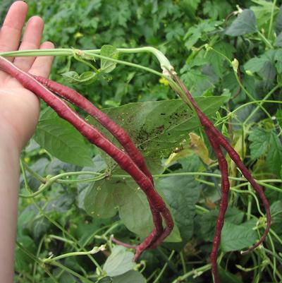 Vigna unguicilata 'Red Noodle' Vigna unguicilata 'Red Noodle'