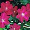 Clematis  'Sunset'