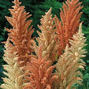 Amaranthus cruentus 'Autumn Palette'