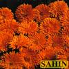 Calendula  'Orange Porcupine'