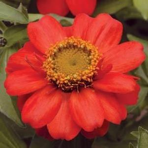 Zinnia marylandica 'Zahara Scarlet'