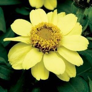 Zinnia marylandica 'Zahara Yellow' Zinnia marylandica 'Zahara Yellow'