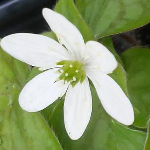 Hepatica acutiloba Hepatica acutiloba