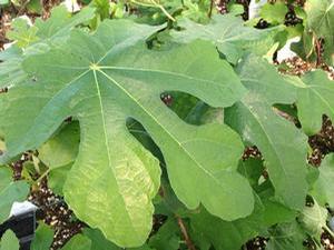 Ficus carica 'Brown Turkey'