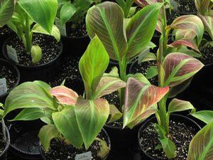 Musa  'Siam Ruby'