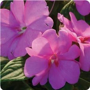 Impatiens  'Fanfare Orchid'