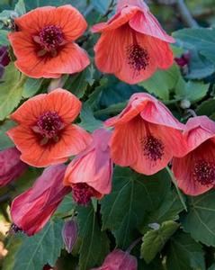 Abutilon  'Fairy Coral Red'