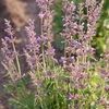 Agastache astromontana 'Pink Pop'