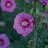 Anisodontea  'Barley Boysenberry'