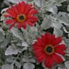 Arctotis  'Cherry Frost'