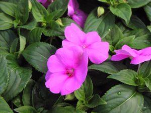 Impatiens  'Fanfare Orchid'