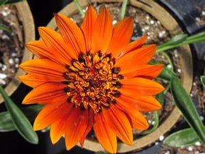 Gazania  'Sun Bathers Sunset'