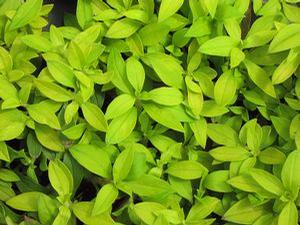 Lysimachia  'Sundew Springs'