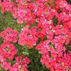 Nemesia  'Angelart Melon'