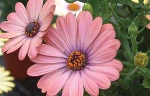 Osteospermum  'Tradewinds Terra Cotta'