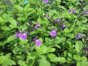 Salvia hybrid 'Mesa Purple'