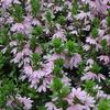 Scaveola  'Topaz Pink'