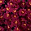 Snapdragon  'Playful Magenta'