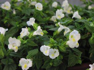 Torenia  'Catalina White Linen'