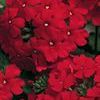 Verbena  'Lanai Red'