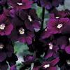 Verbena  'Lanai Royal Purple with Eye'