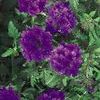 Verbena  'Superbena Dark Blue'