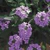 Verbena  'Superbena Lilac Blue'