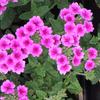 Verbena  'Tropical Breeze Pink with Eye'