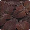 Coleus  'Dark Chocolate'