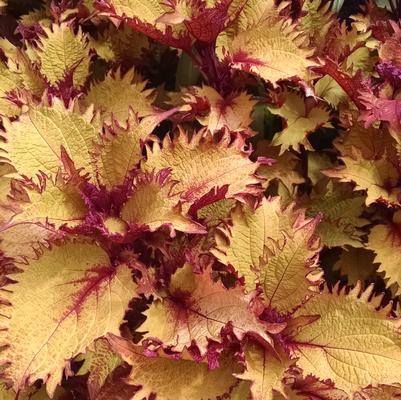 Coleus 'Henna' Coleus 'Henna'