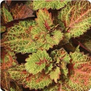 Coleus 'Indian Summer'