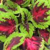 Coleus  'Kong Empire Mix'