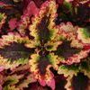 Coleus  'Roaring Fire'